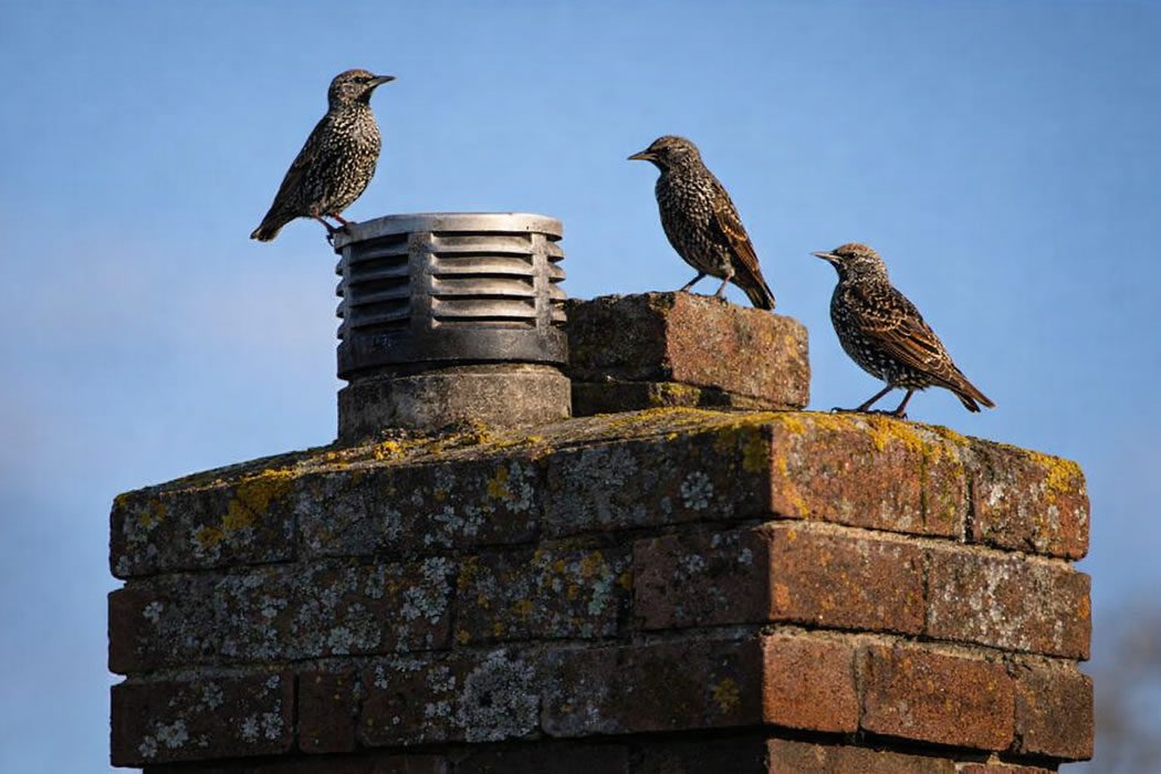 birds nesting in chimney - what to do